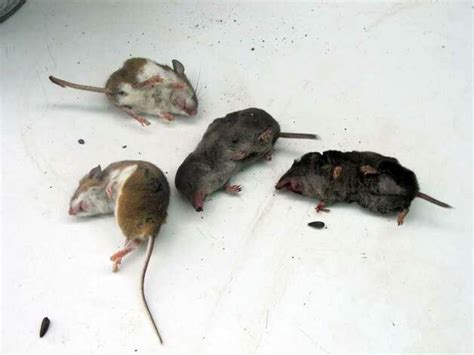 Voles and white-footed mice are the most common rodents... 443700 - GreenwichTime