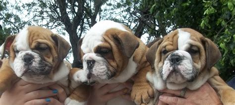 23 English Bulldog Or French Bulldog Photography – Pet My Favourite