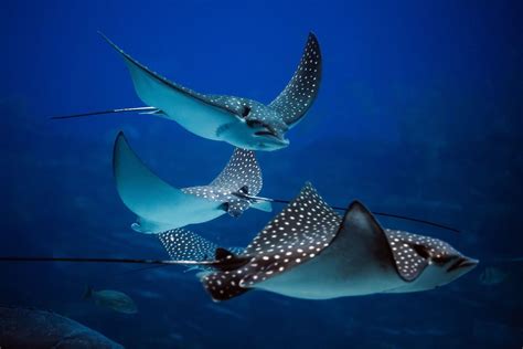 15 Stunning Stingray Facts