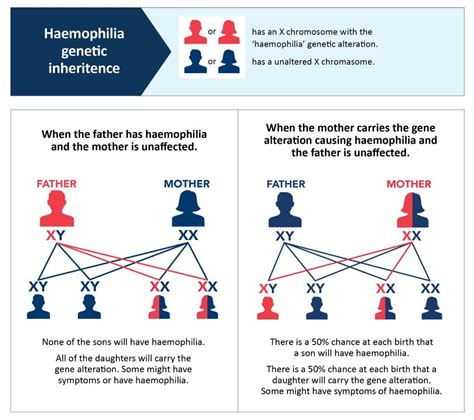 Genes and inheritance – Haemophilia Foundation QLD