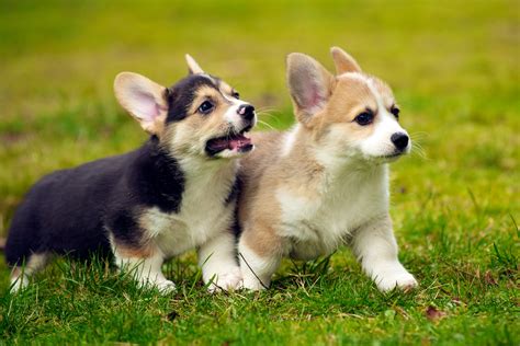 🔥 [140+] Corgi Wallpapers | WallpaperSafari