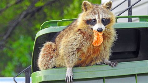 How To Deter a Raccoon From Your Trash Cans | Woman's World