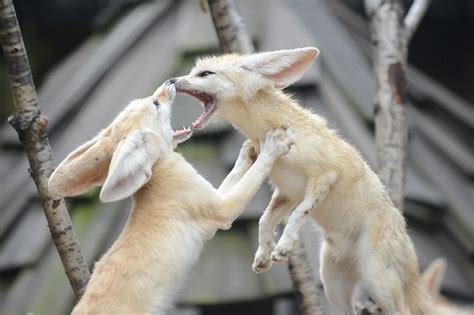 Fennec fox | Fennec fox, Fennec fox pet, Fox species