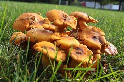 Michigan Exposures: Some Mushrooms