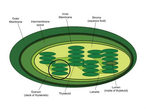 Chloroplast Cliparts - Images of Plant Cell Chloroplasts