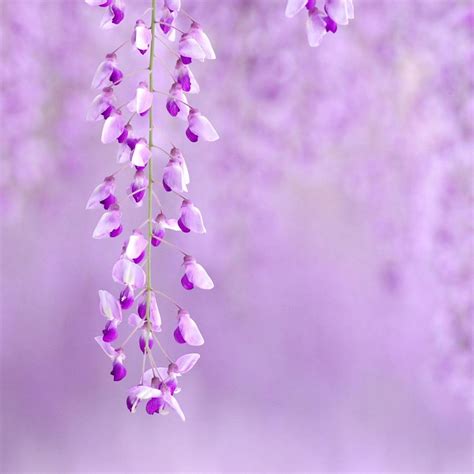 Purple Flower Backgrounds - Wallpaper Cave