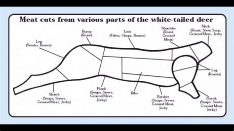 Whitetail Deer Butchering Meat Cuts Diagram