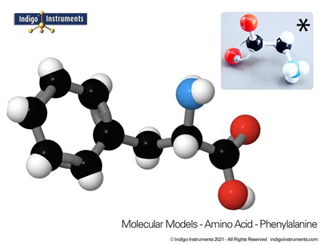 Phenylalanine Structure: Amino Acid Molecular Model, Molymod Style