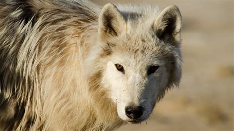 Arctic Wolf Pack | About | Nature | PBS