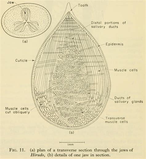 Hirudo Diagram