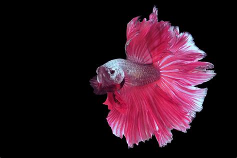 Pink Betta Fish: A Spectacular, Lively, and Bright Breed