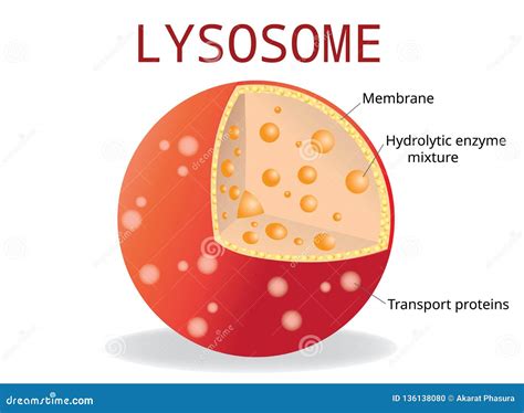 Plant Cell Lysosome Is - What Are Lysosomes and How Are They Formed? / Cell membrane is the ...