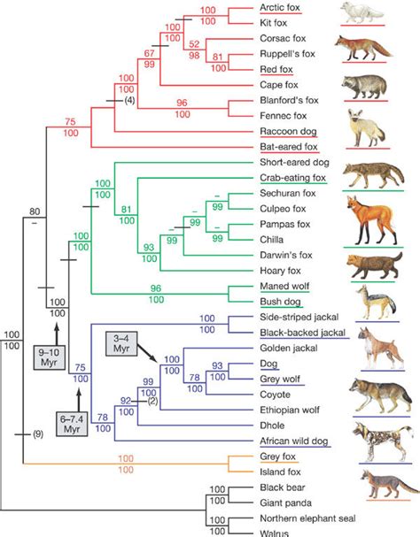 Phylogeny of canid species.The phylogenetic tree is based on 15 kb of... | Download Scientific ...