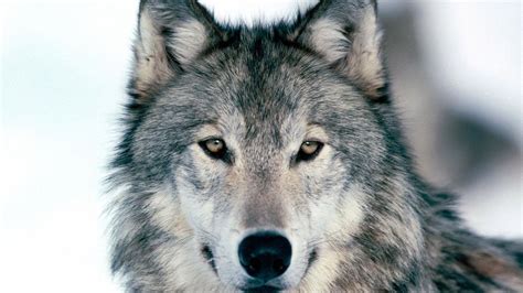 Wolf Face Wallpapers - Wallpaper Cave