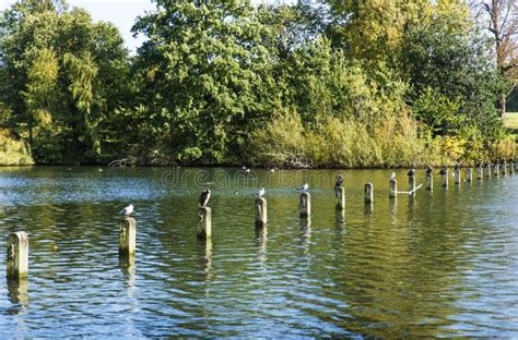 Serpentine Lake stock image. Image of lake, england, scenery - 45746115