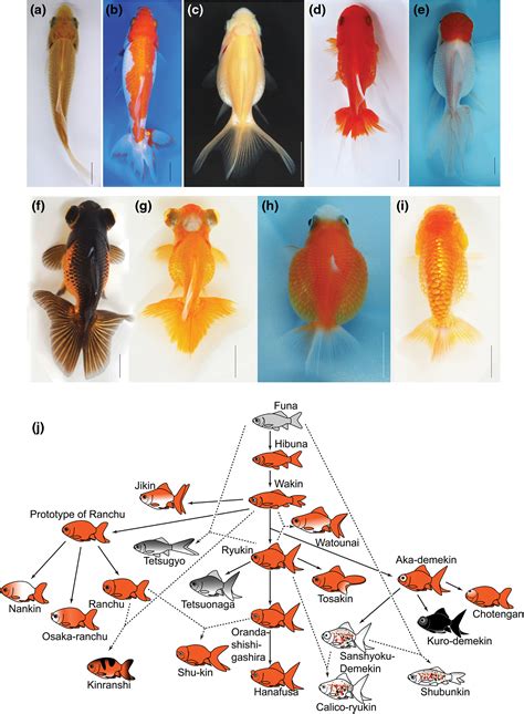 Types Of Goldfish Chart