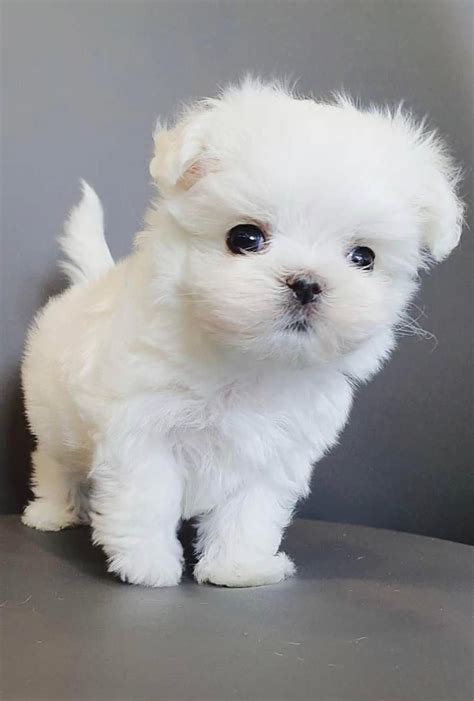 Maltese Shih Tzu Puppies For Sale Nz - qpuppies