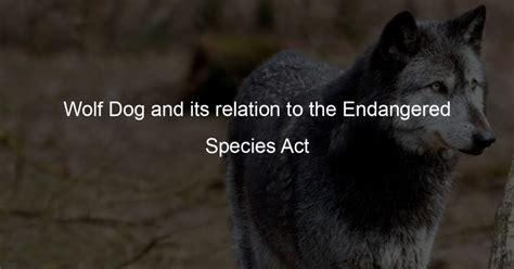 Wolf Dog and its relation to the Endangered Species Act - Wolf Dog Love