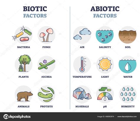 Biotic and abiotic factors as biological elements division outline diagram Stock Vector Image by ...