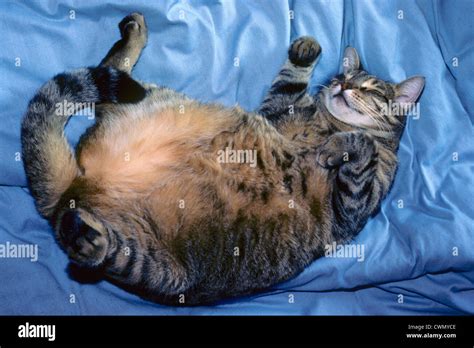 Lazy sleeping fat cat Stock Photo - Alamy