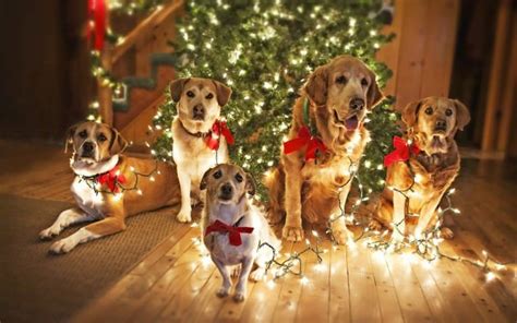 Dog Christmas Tree | This Wallpapers