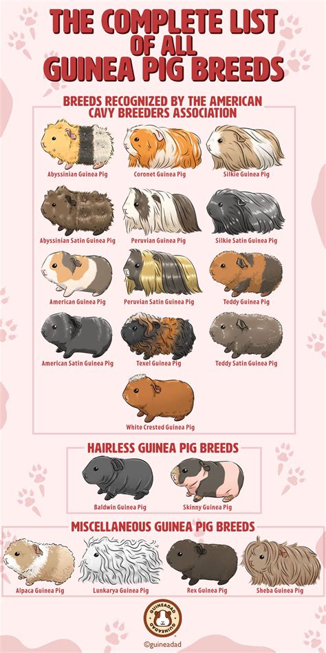 The Complete List of All Guinea Pig Breeds! | GuineaDad – Page 5