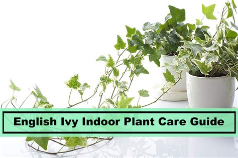 English Ivy Plant: Tips to Remember for Indoor Houseplant Care - Plants Spark Joy