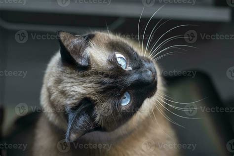 A Siamese or Thai cat with blue eyes is photographed from above. 25011543 Stock Photo at Vecteezy