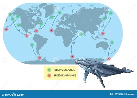 Migration-Humpback Whale stock vector. Illustration of diving - 210373578