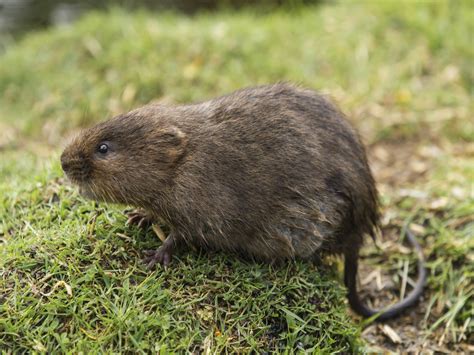 How to Get Rid of Voles: Vole Control Info - PestWorld