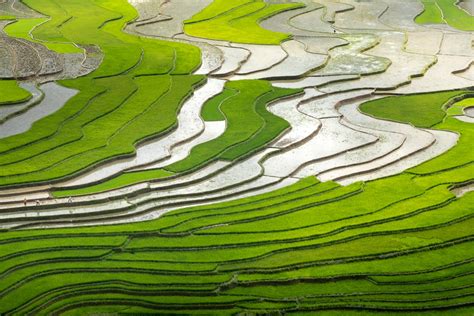 Rice Field Aerial View · Free Stock Photo