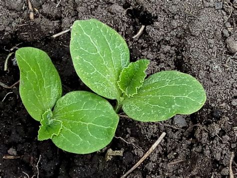 Pumpkin Seeds Germination at Frederick Roy blog