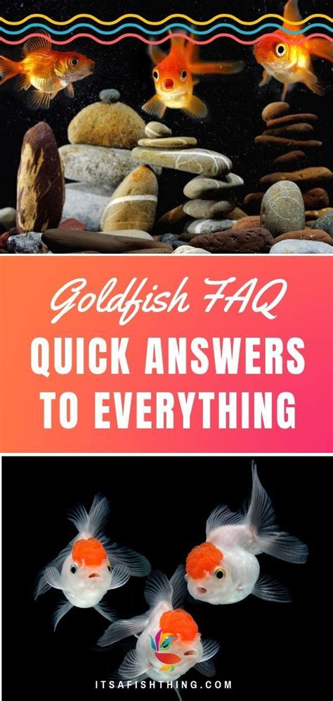 Goldfish Care Sheet: Everything You Need to Know on One Page | Goldfish care, Goldfish, Goldfish ...