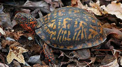 Do Box Turtles Have Tails? (with Pictures) – TurtleOwner.com