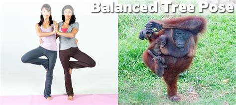 Animals Demonstrating Funny Yoga Poses (27 pics) ~ Cute Animals 4 You