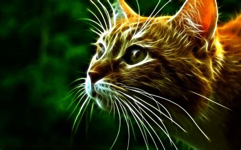 3D Cat Wallpaper - WallpaperSafari