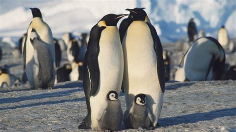 South Pole Trips, Travel, and Antarctica Penguin Tours | GeoEx