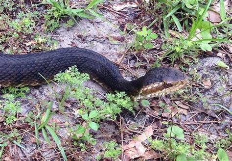 Florida Cottonmouth – Florida Snake ID Guide