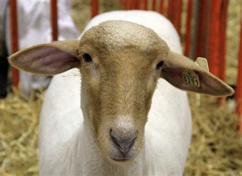 Tunis sheep | Sheep, Sheep and lamb, Goats