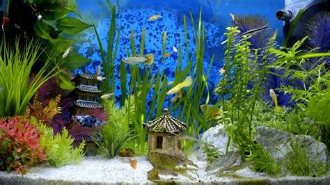 Colorful Fish Tank Wallpaper