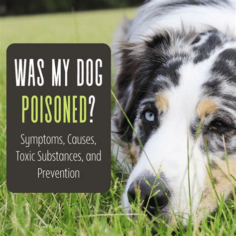 Has My Dog Been Poisoned? Causes, Symptoms, and Toxins - PetHelpful