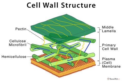 Plant Cell Wall Definition Structure Functions Diagram | The Best Porn ...