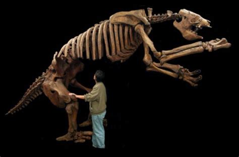 Eremotherium Giant Ground Sloth Skeleton | Gaston Design, Inc.