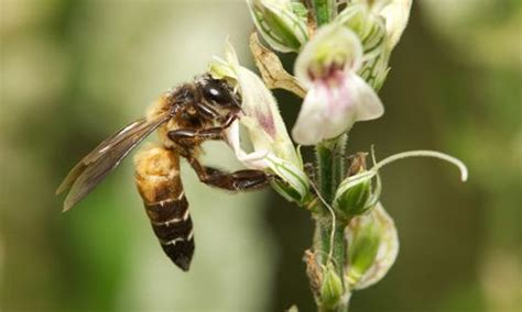 Apis dorsata - Alchetron, The Free Social Encyclopedia