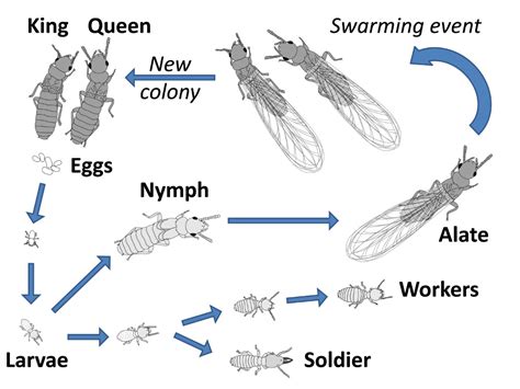 Queen Termite Life Cycle