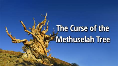 The Curse of the Methuselah Tree