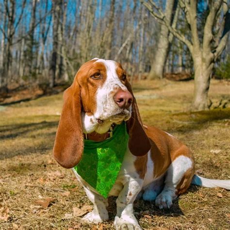 Basset Hound Colors: 10+Color Combinations & Markings