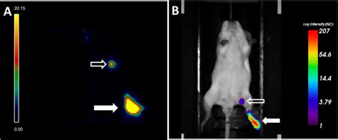 PET and fluorescence sentinel lymph node imaging in a mouse after... | Download Scientific Diagram