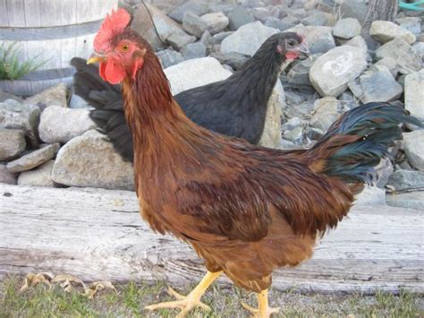 Production Red Rooster??? | BackYard Chickens - Learn How to Raise Chickens