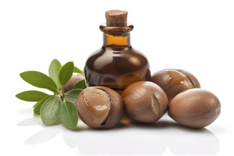 Argan seeds isolated on a white banner background. Argan oil nuts with ...